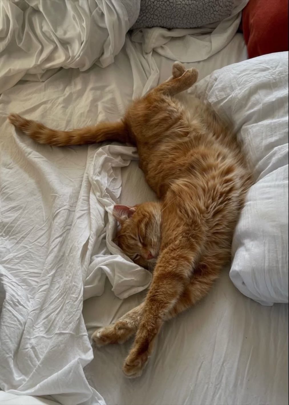Un chat - 🌟
