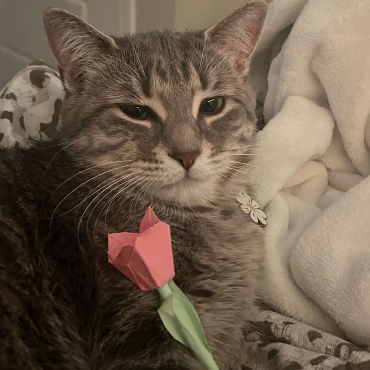 Cat - My boss, my child—My everything mostly