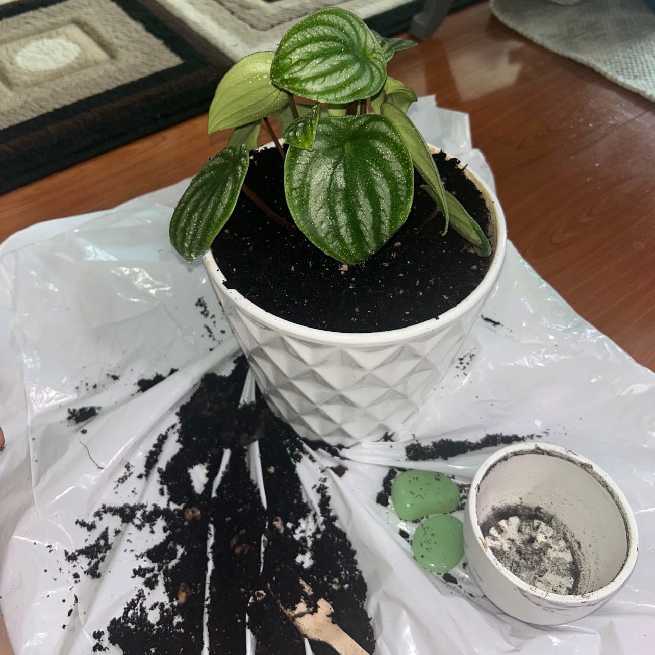 Plants - Greenery indoors? Yes, please. That’s a chef’s kiss.