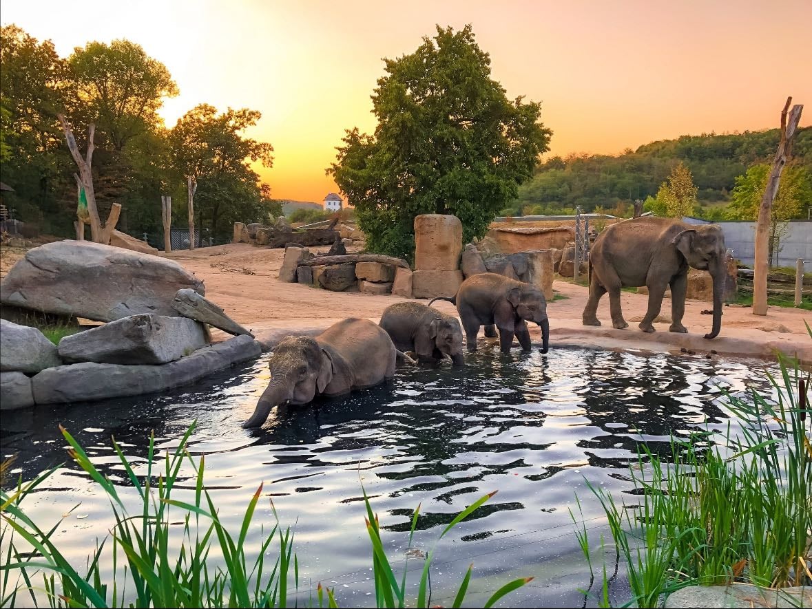 Zoo Prague