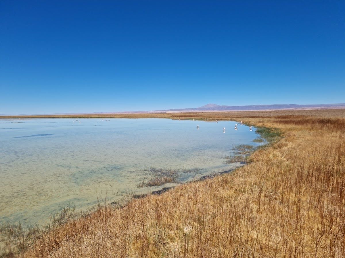 Laguna Cejar