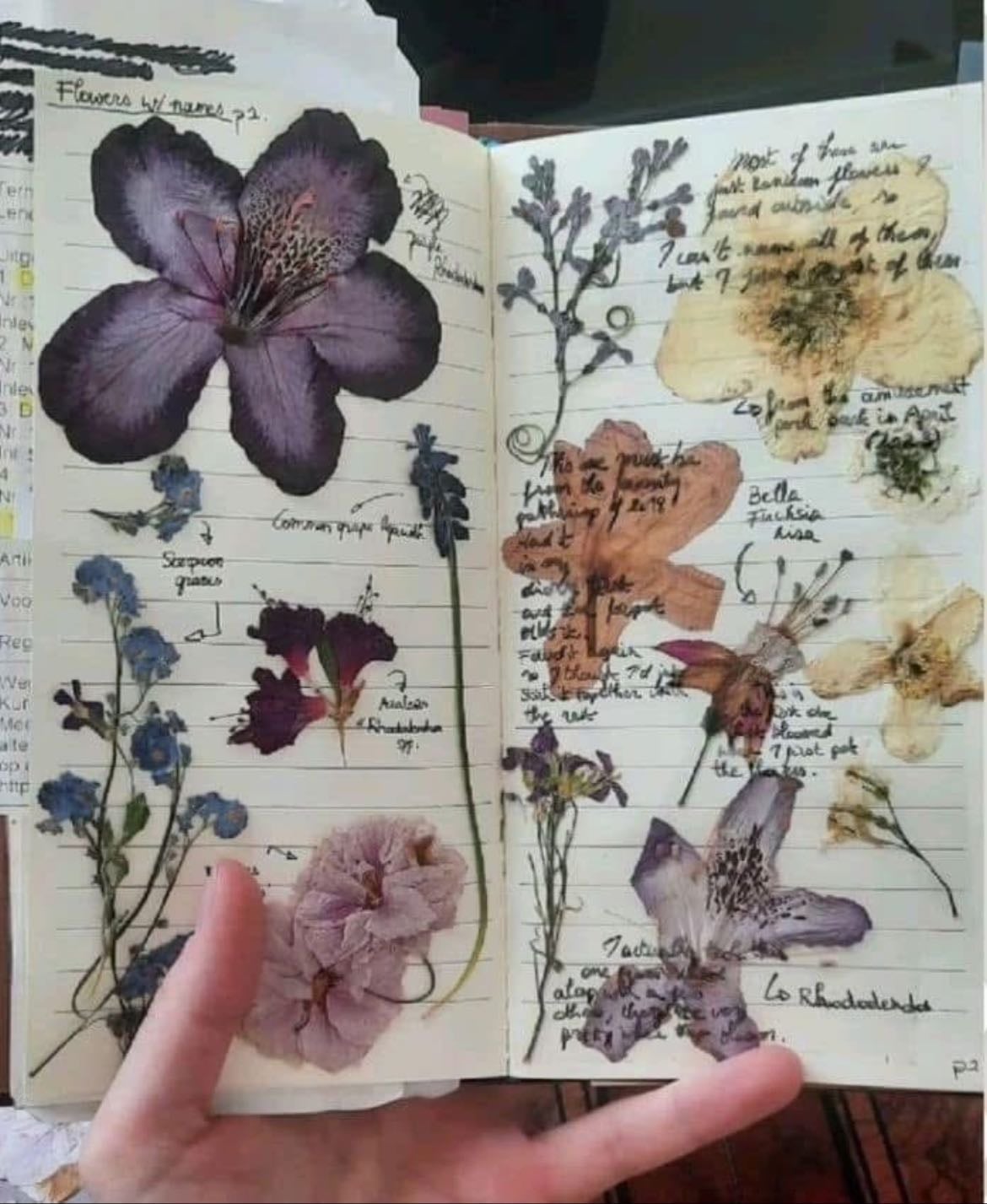 collect flowers