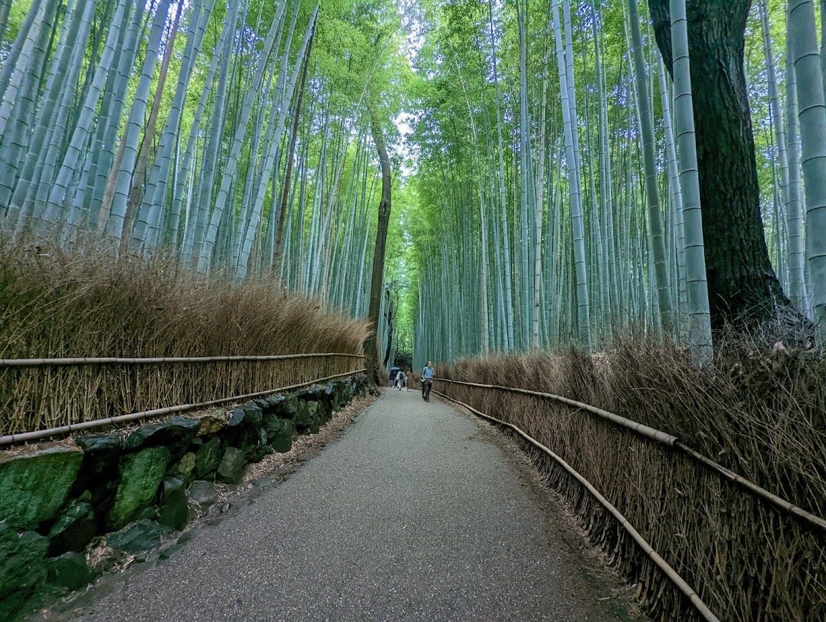 Arashiyama Bamboo Forest - whole area is gorgeous please go