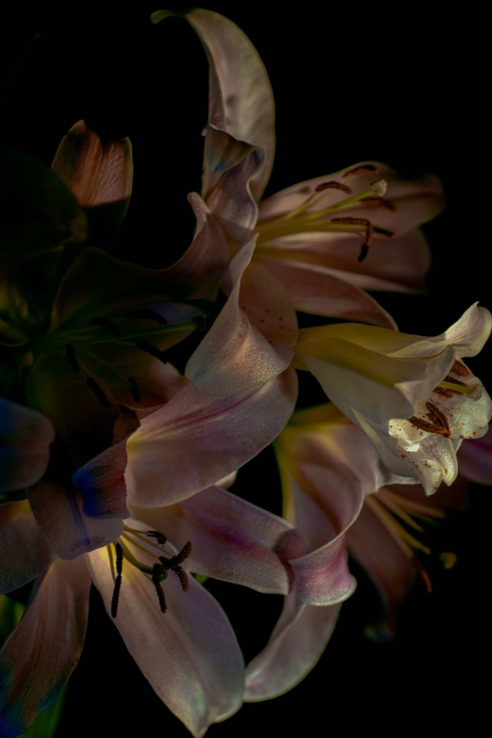lily - Make Your Day