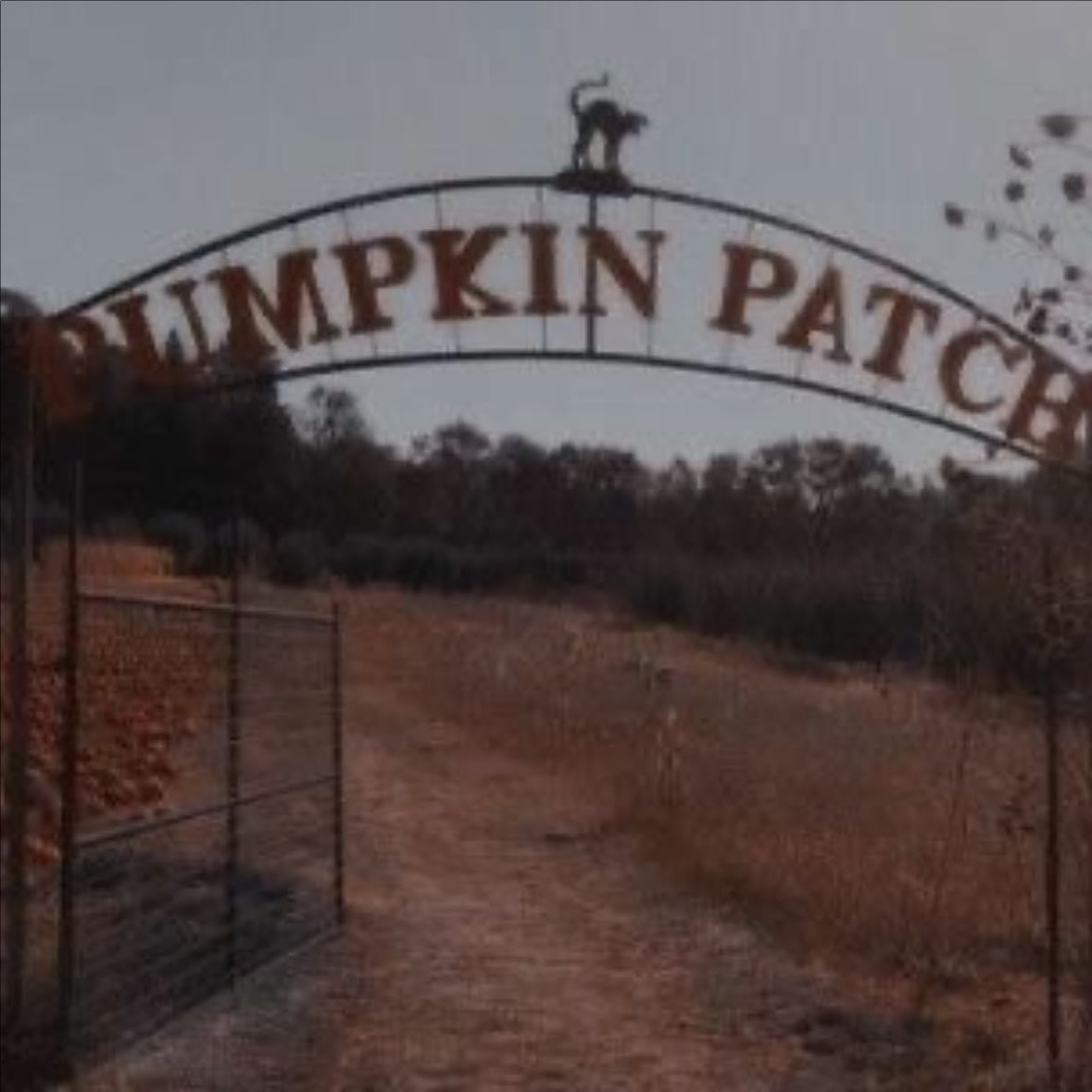 pumpkin patch - π