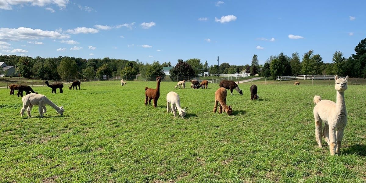 Cotton Creek Farms