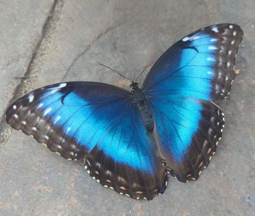 GT Butterfly House & Bug Zoo