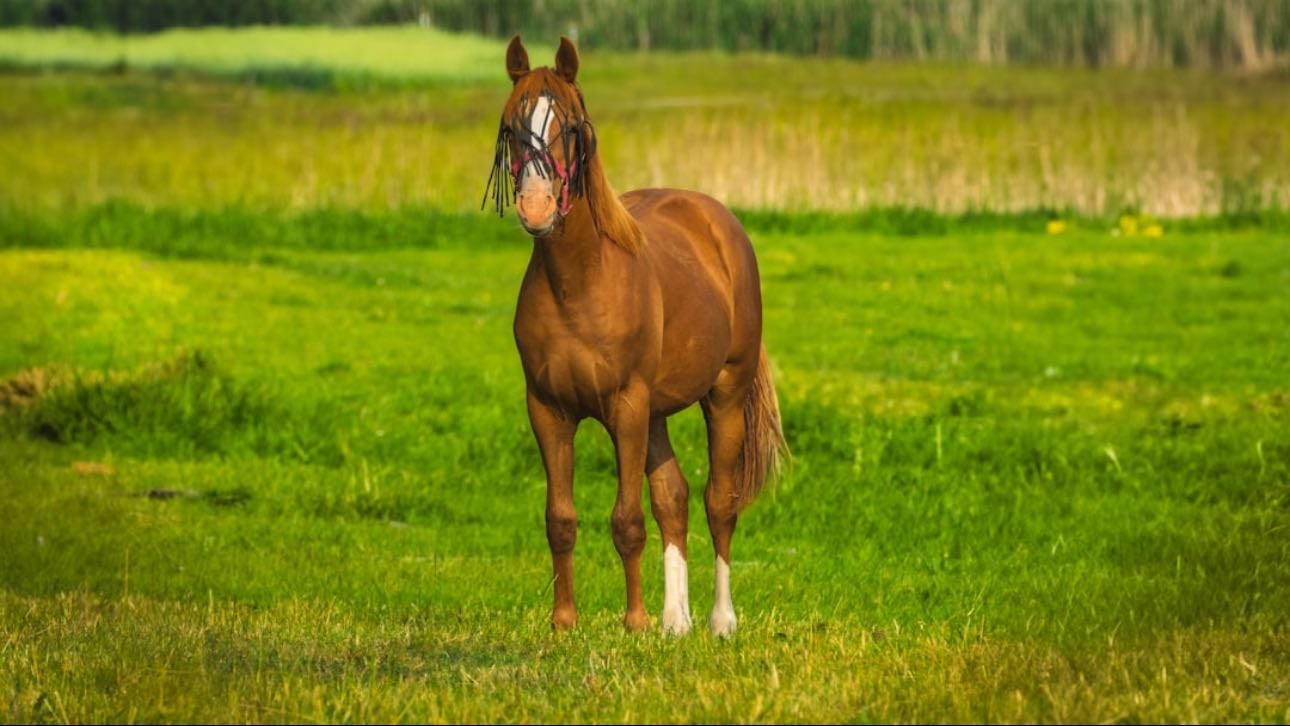 Cheval galopin
