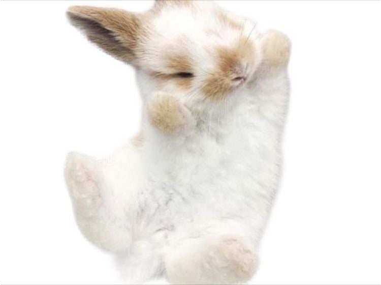 bunny