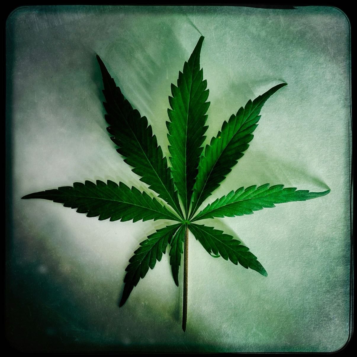Probar mariguana - Para experimentar
