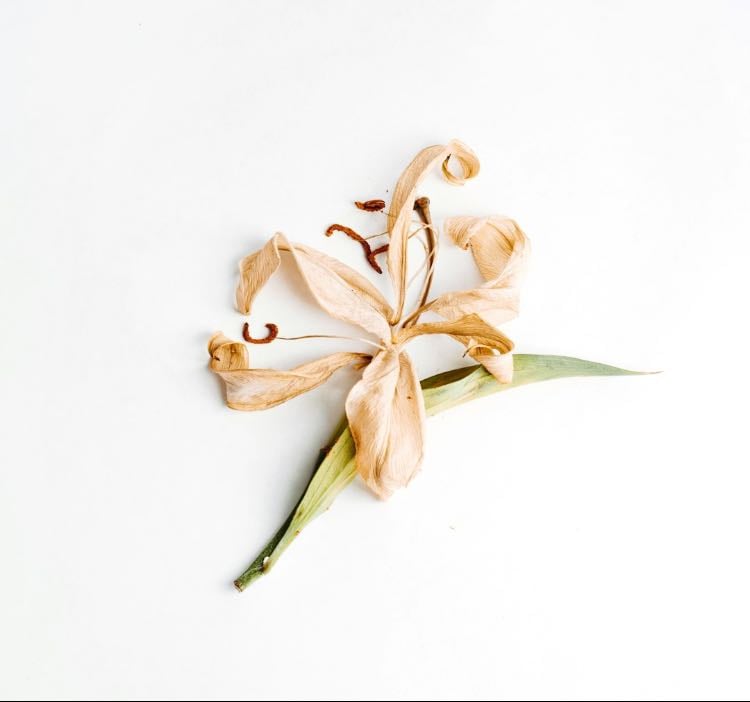 Parfum - La vanille - Products hypelist by Lara Adans-Dester