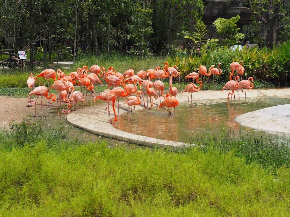 Bird Paradise