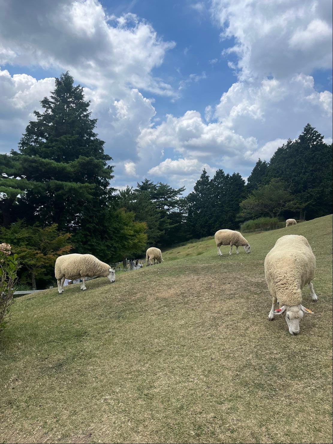 📍六甲山牧場 - 兵庫県