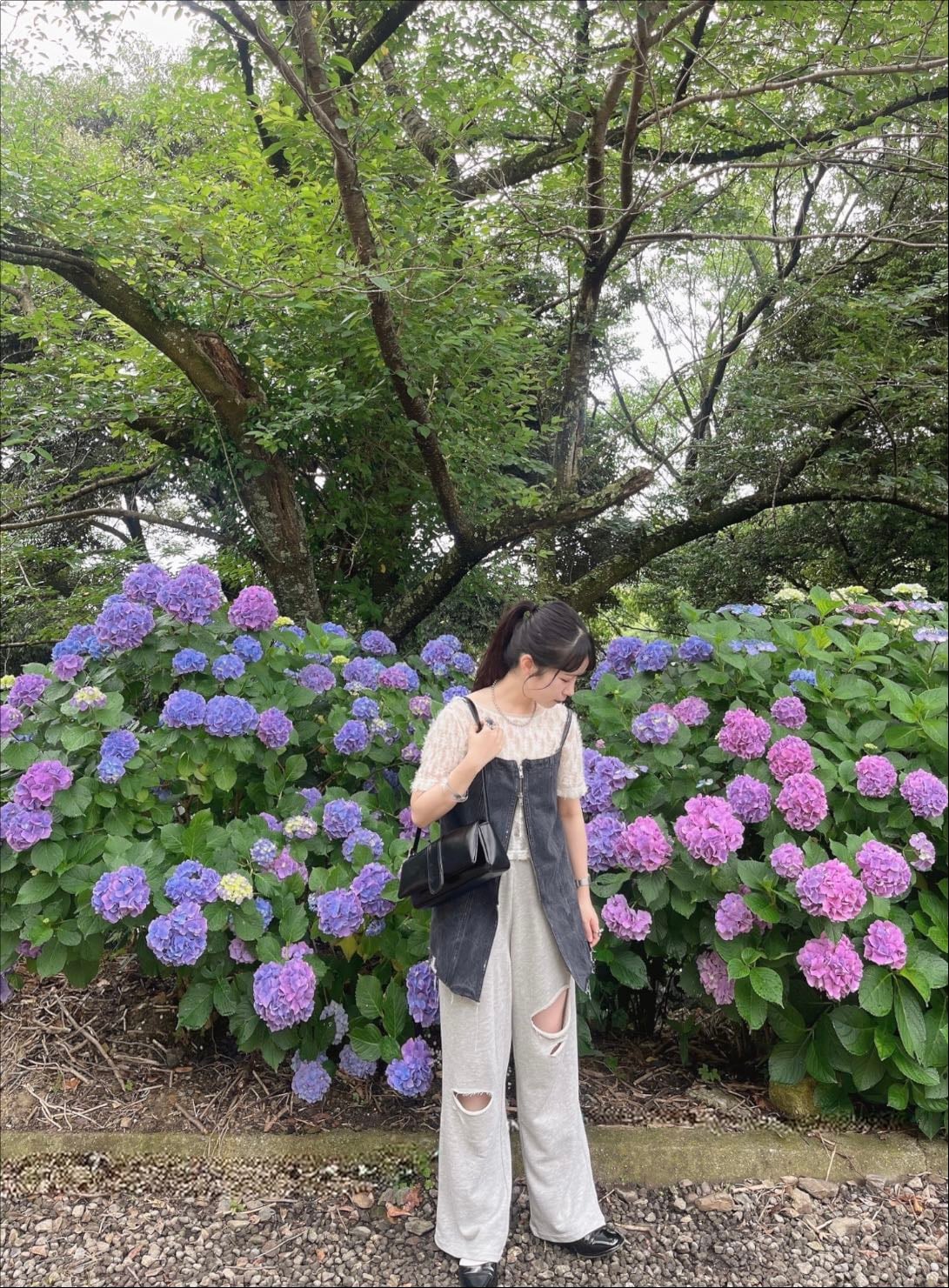 📍あじさいの里 - 愛知県