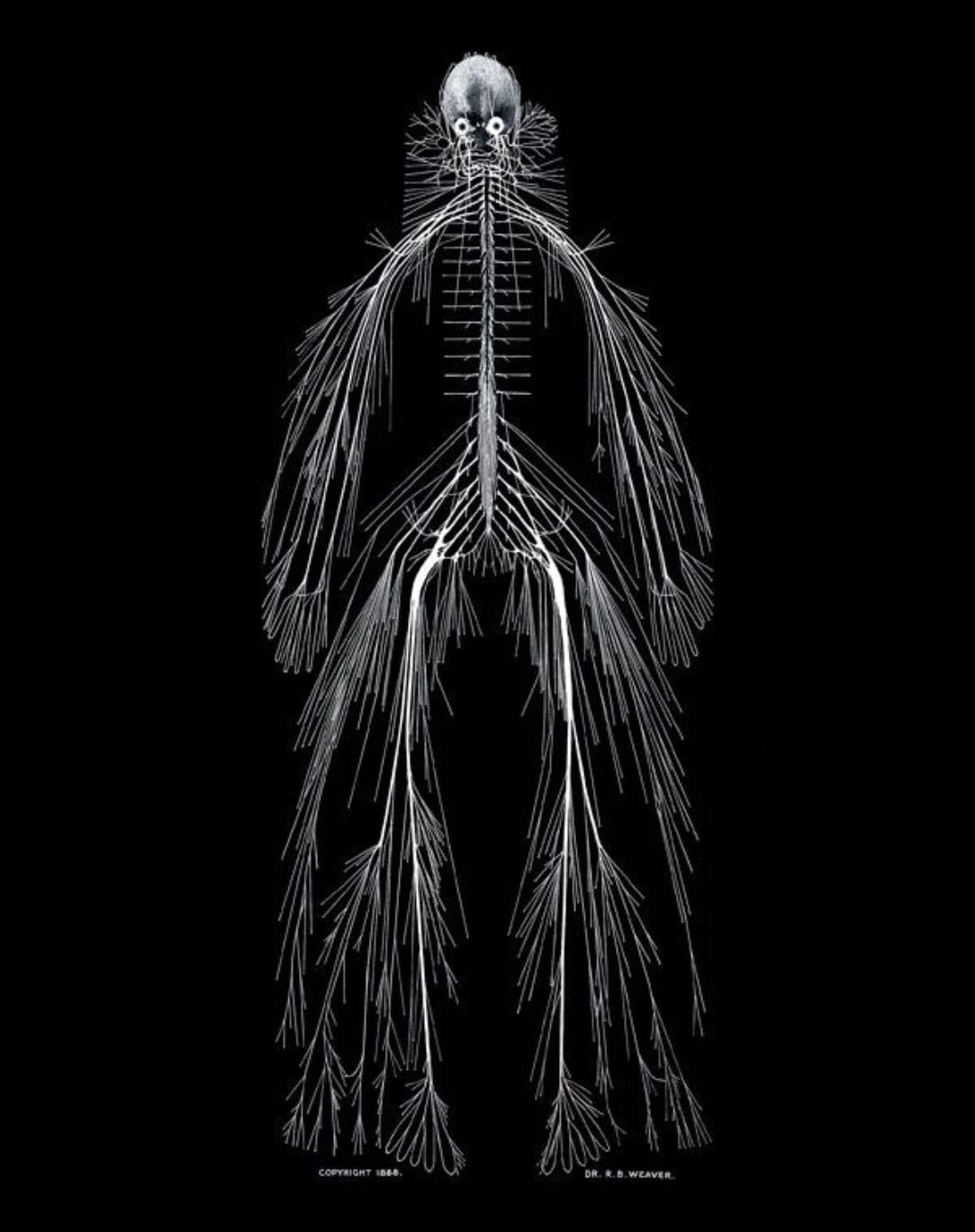 The nerves in the human body