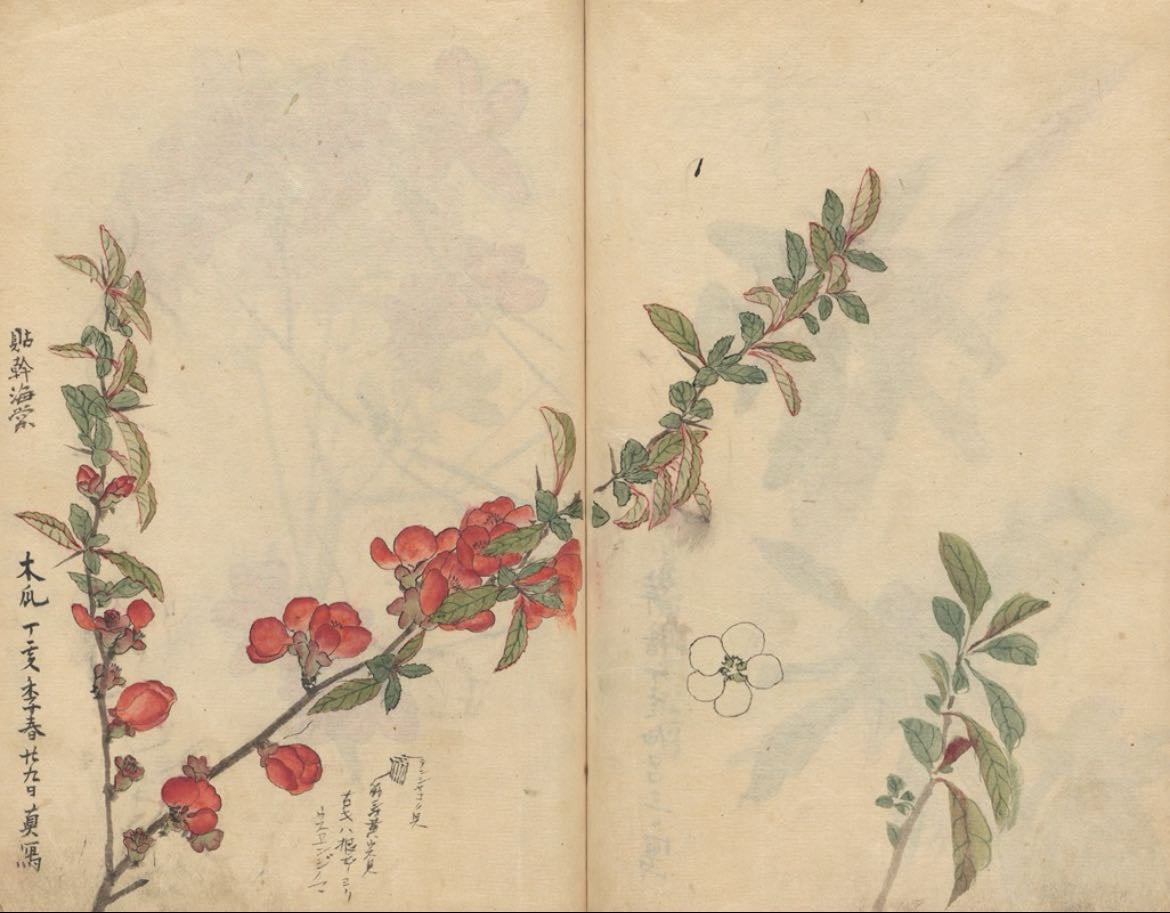 Ariyoshi kondo