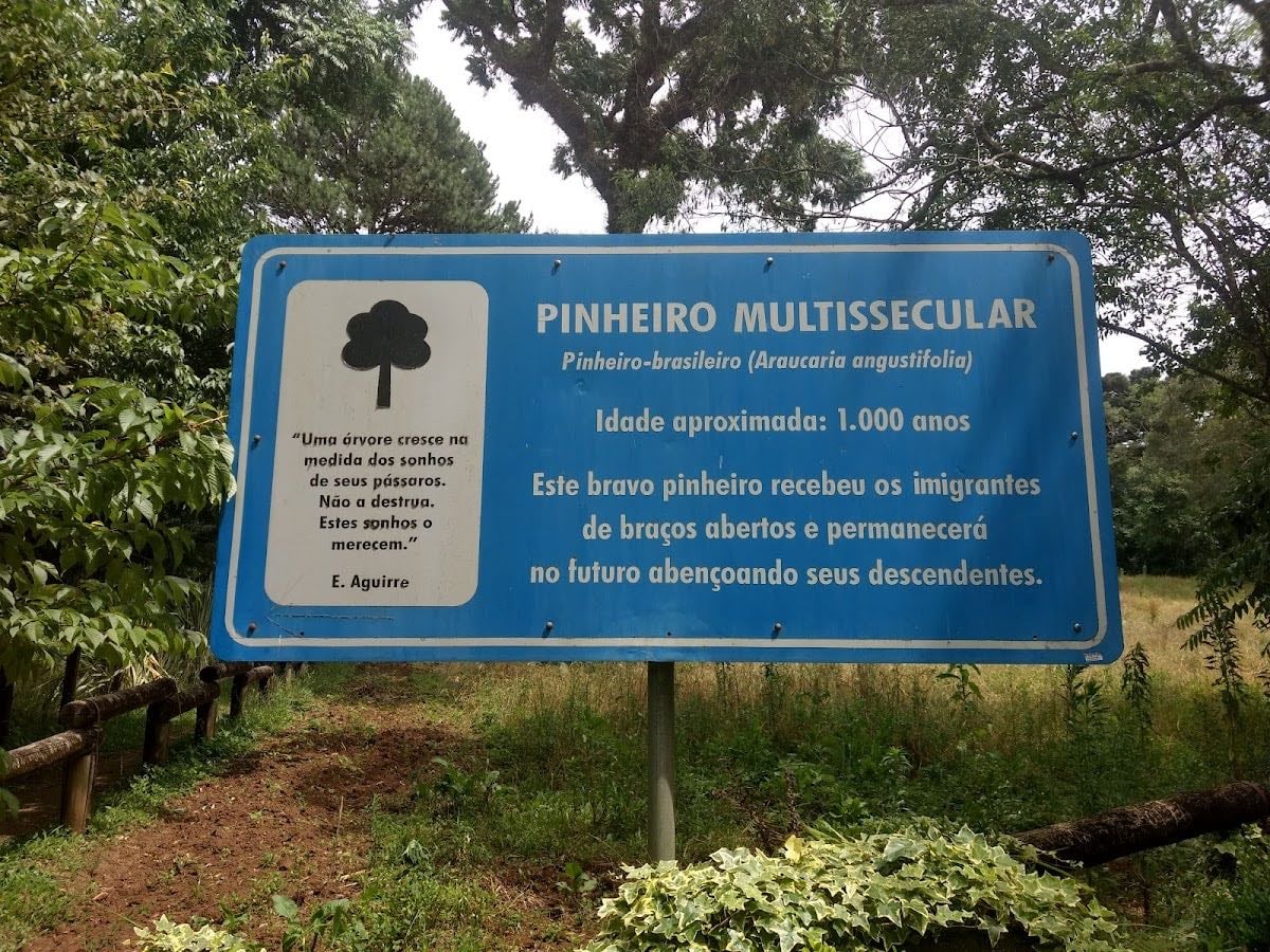 Pinheiro Multissecular (Milenar)