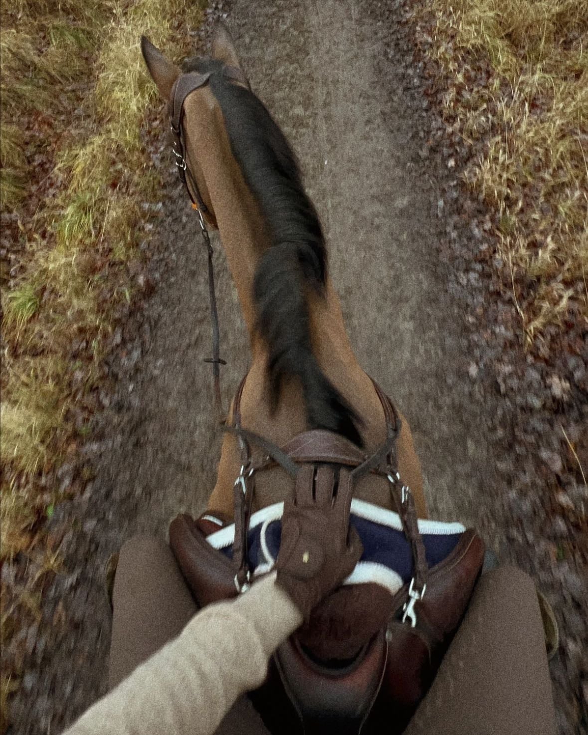 Having my own horse