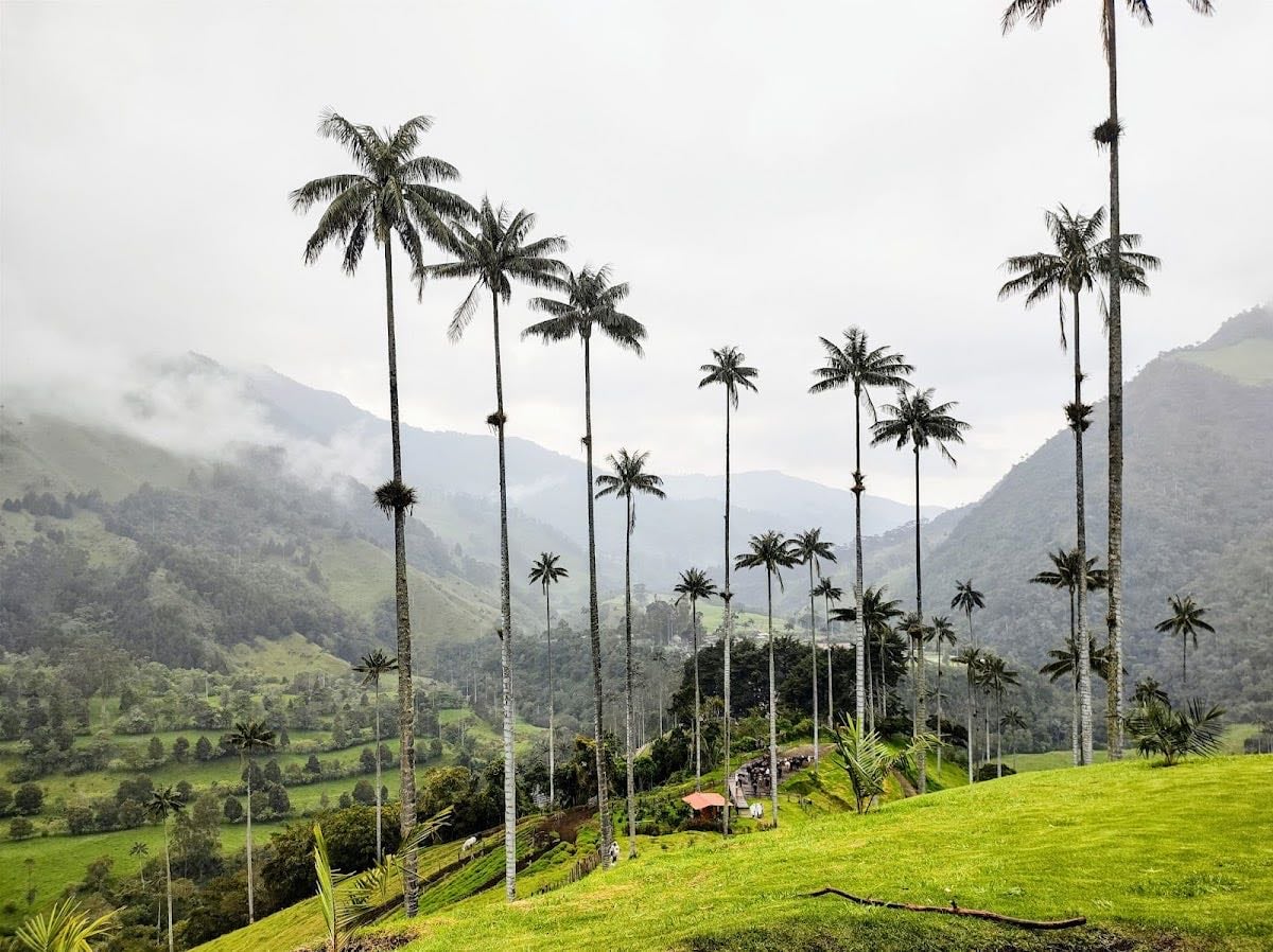 Valle del Cocora