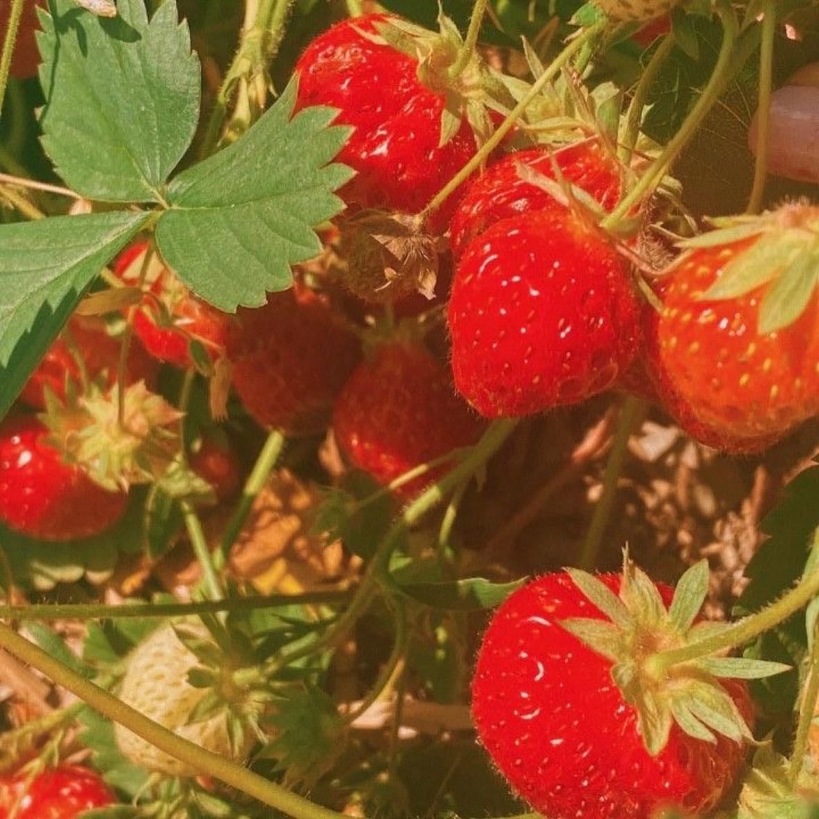 strawberries