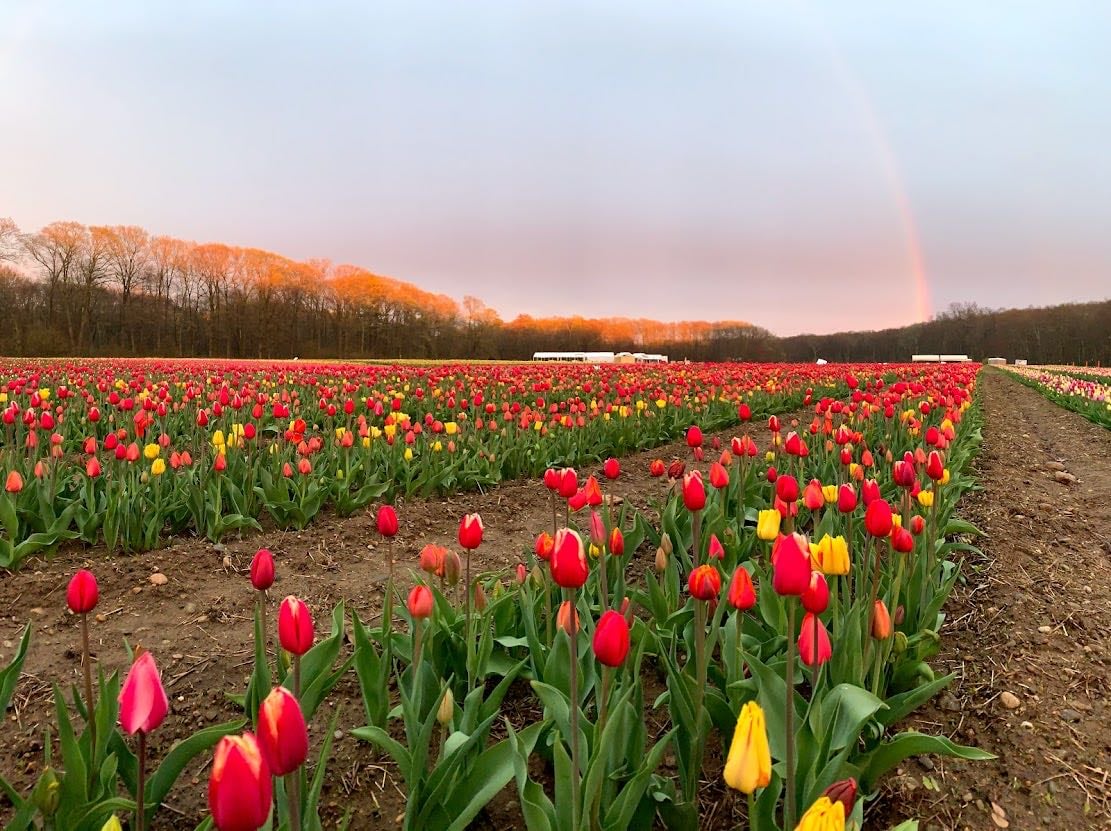 Wicked Tulips - Johnston, RI