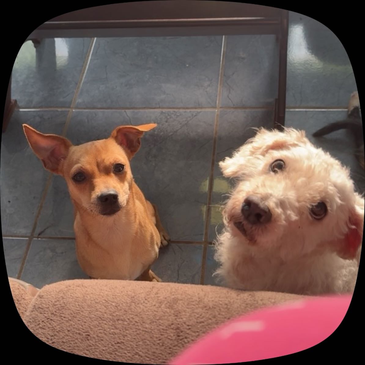 Entrar a mis perrihijas 🐕🐕💗