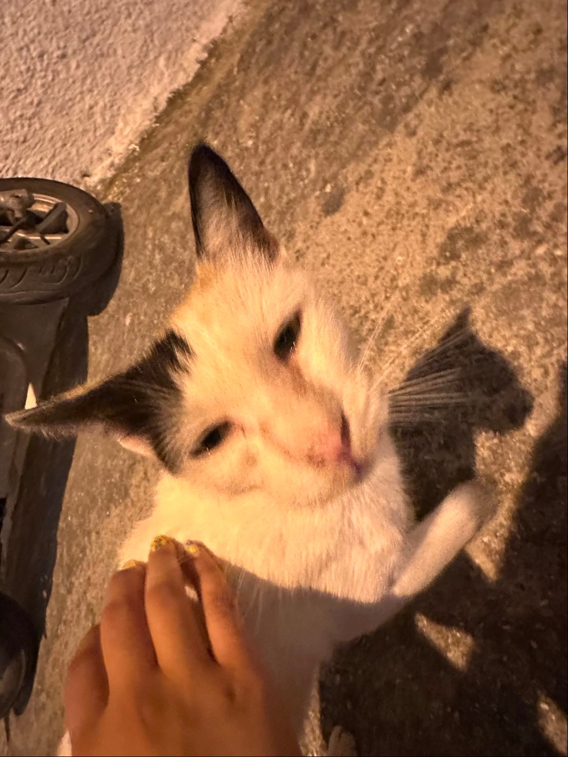 Calico