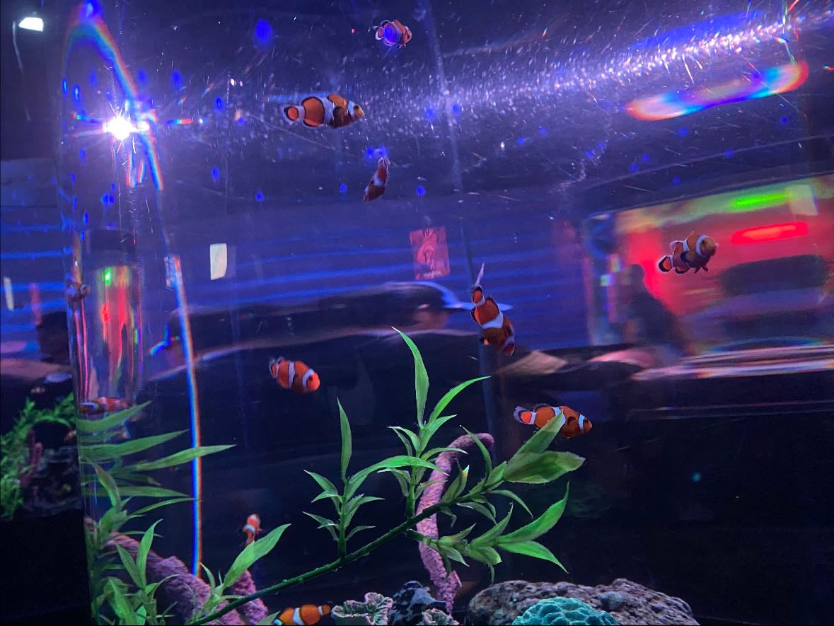Acuario Inbursa