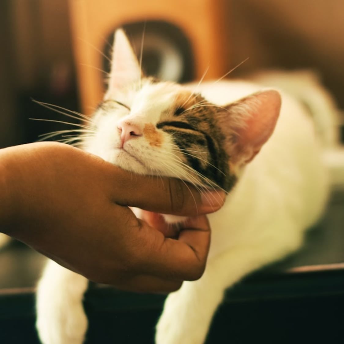 Gato