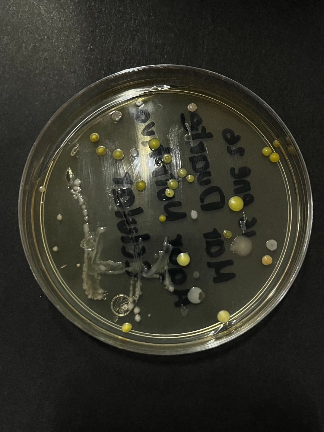 Bacterias - Celular