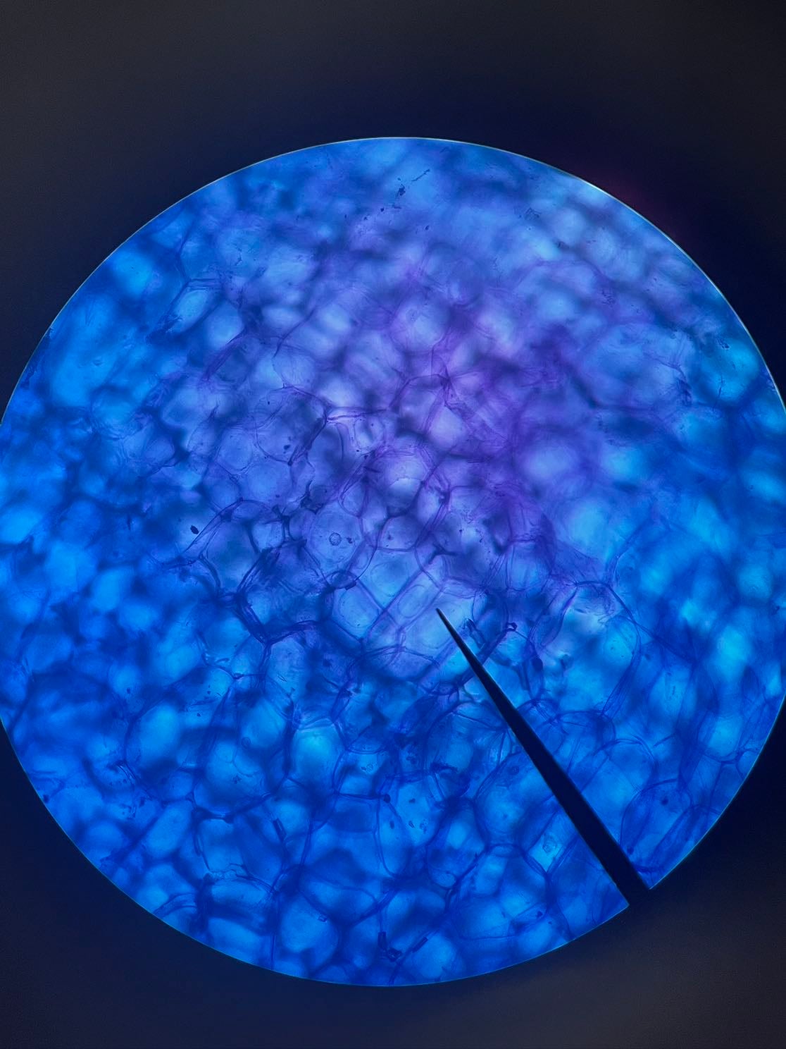 Célula de cebolla - + azul dimetileno puro + microoscopio+ aceite de inmersión