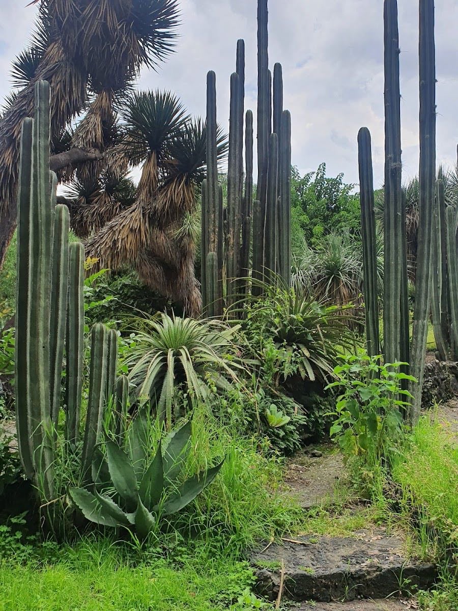 Jardín Botánico IB-UNAM