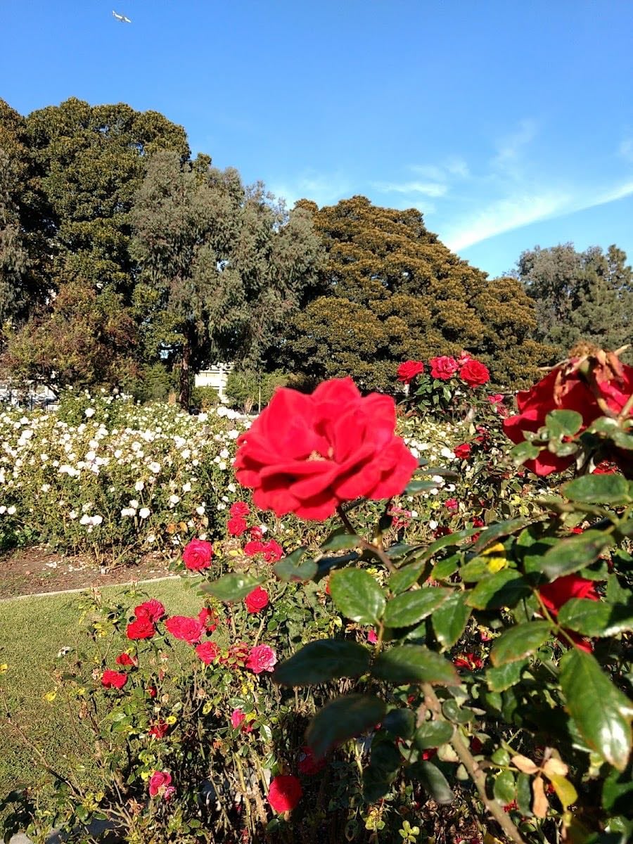 Exposition Park Rose Garden