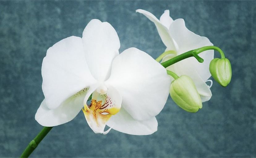 Orchidée