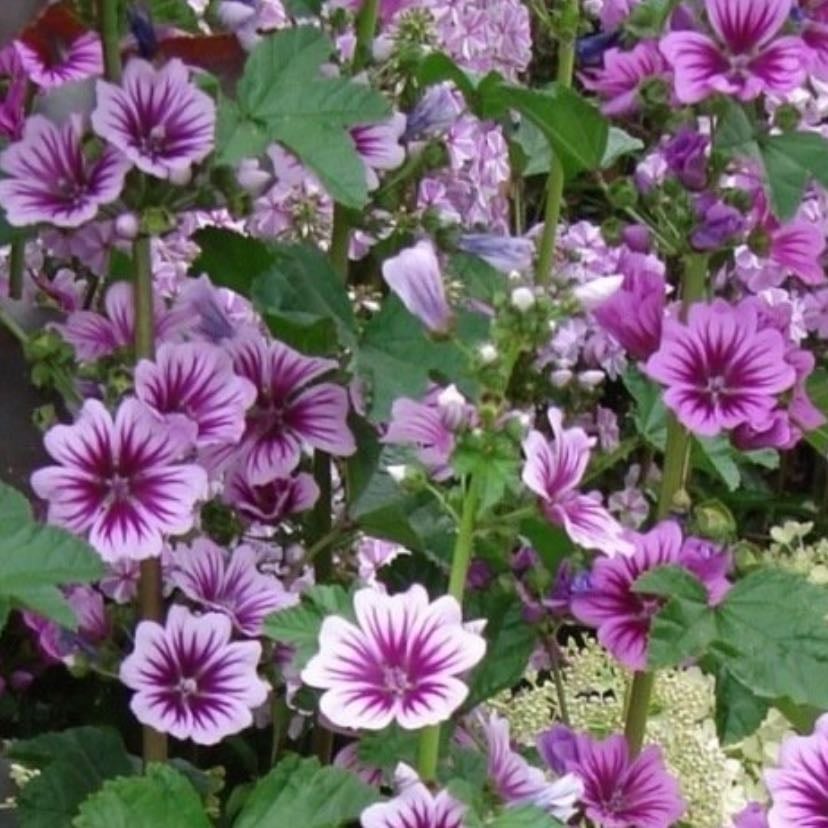 Mauve sylvestre