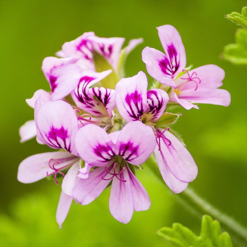 Géranium