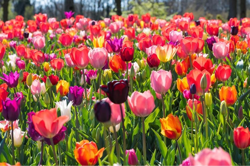 Tulipe