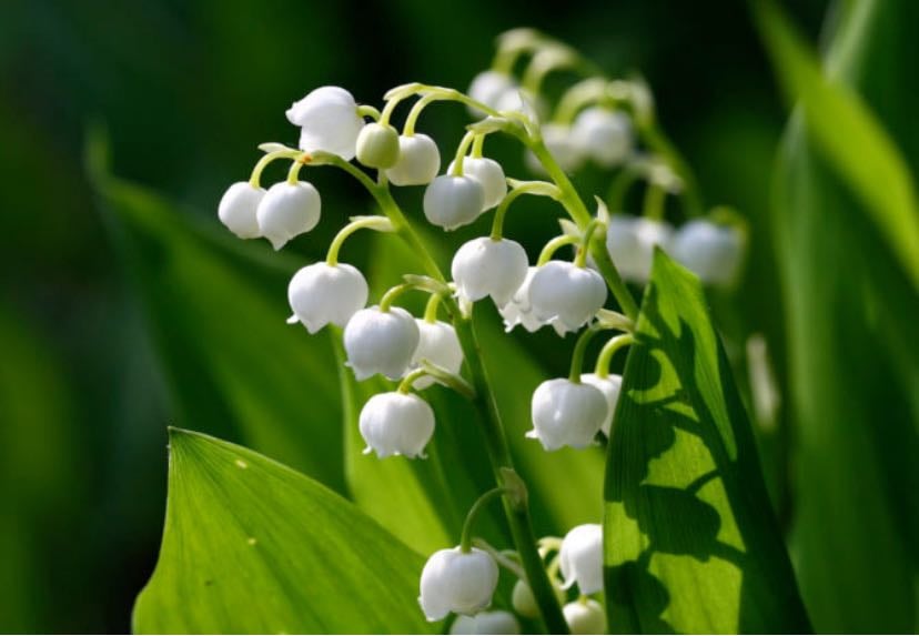 Muguet