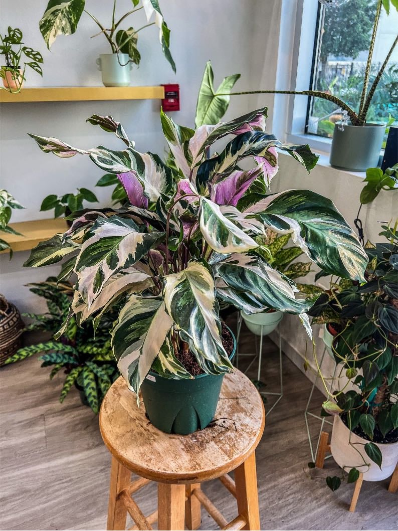 Calathea