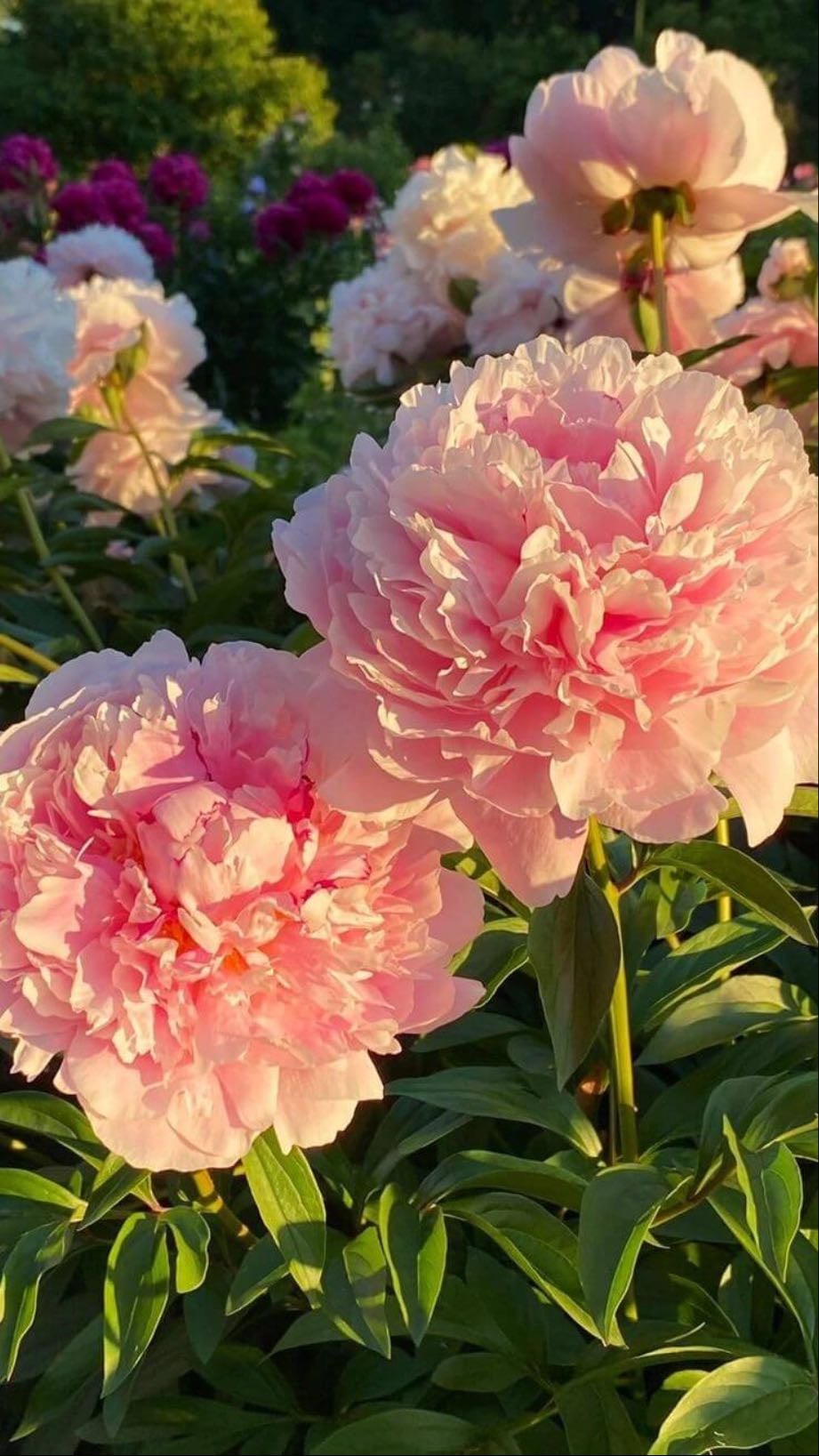 Peony