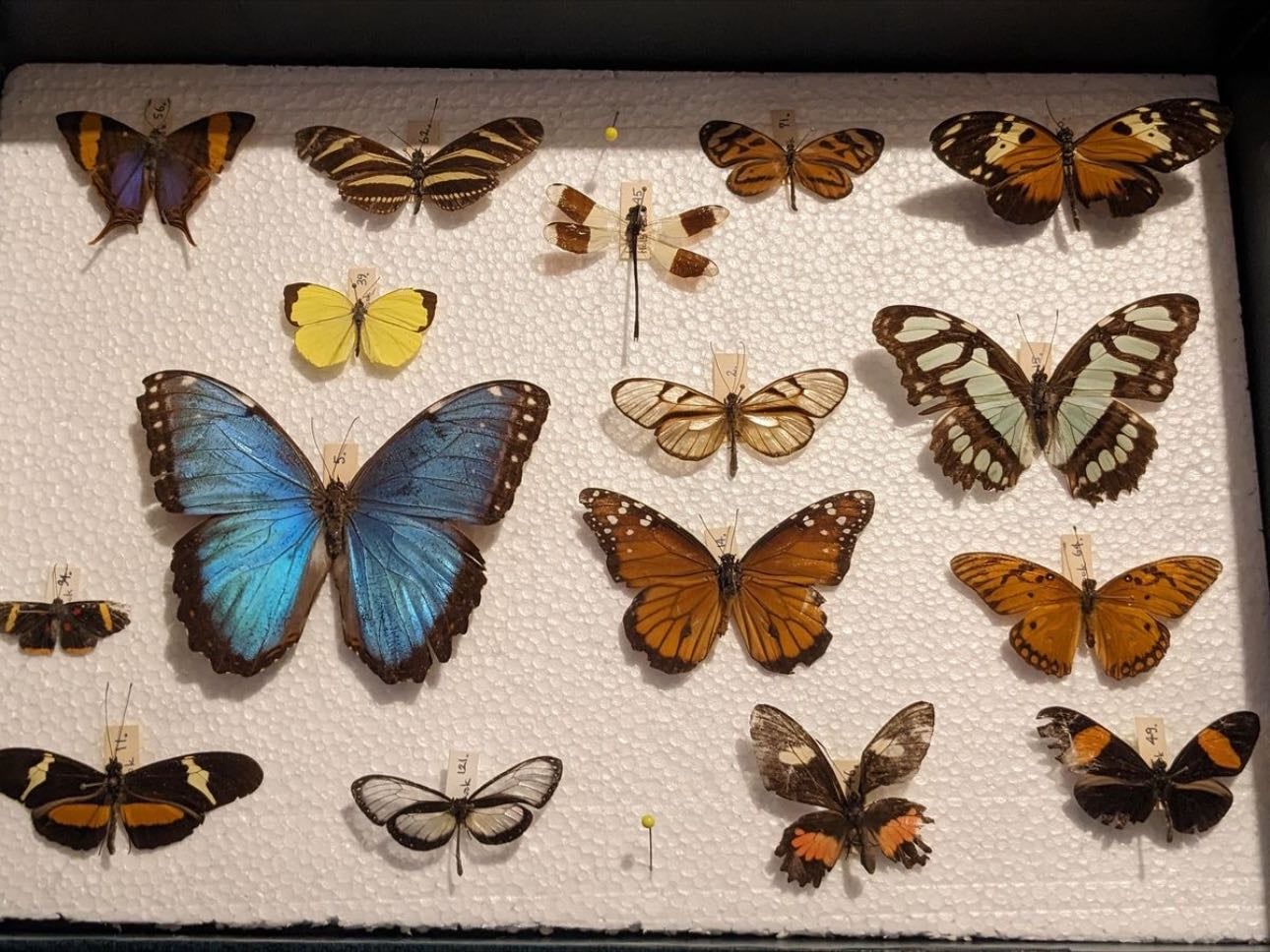 Butterfly taxidermy collection