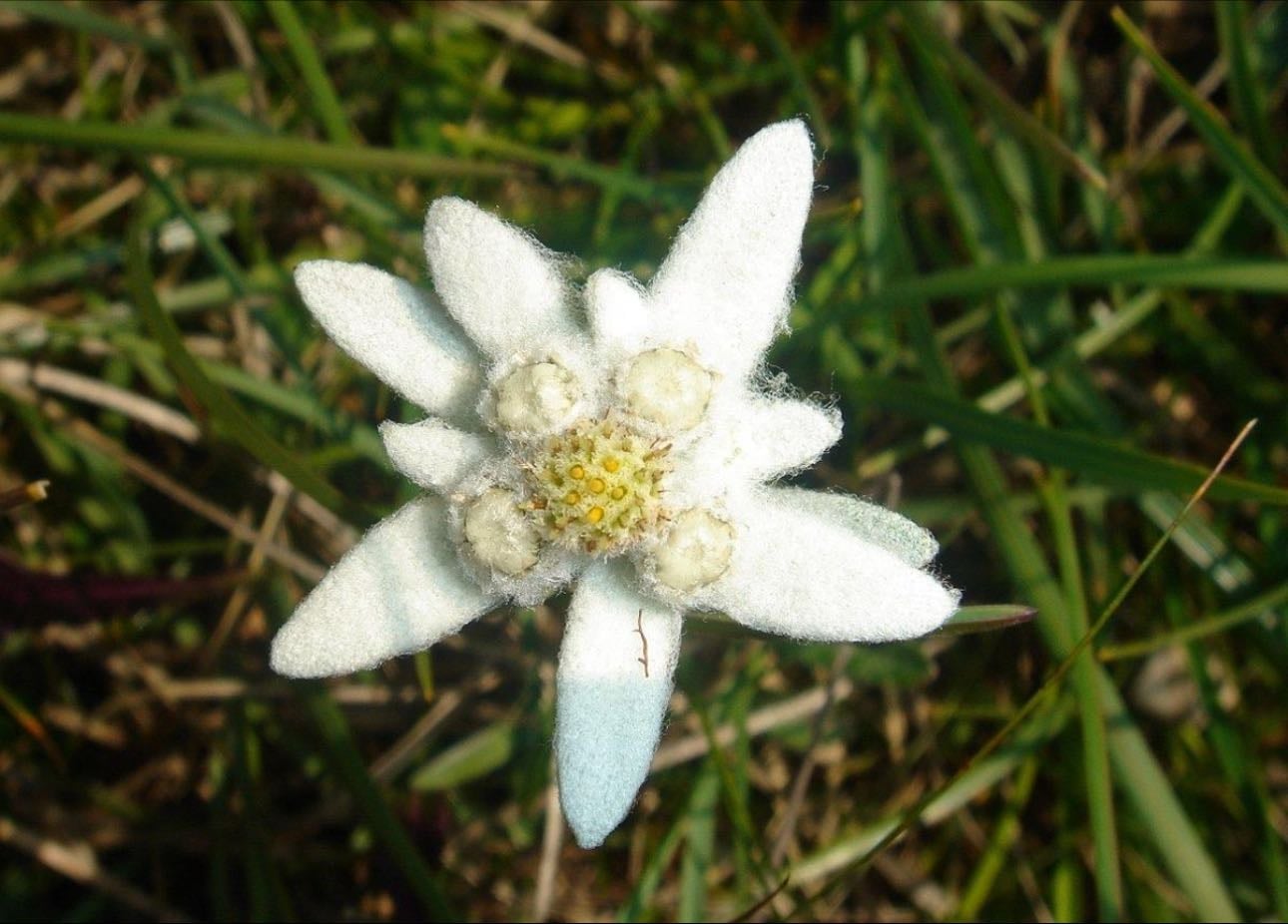 Edelweiss