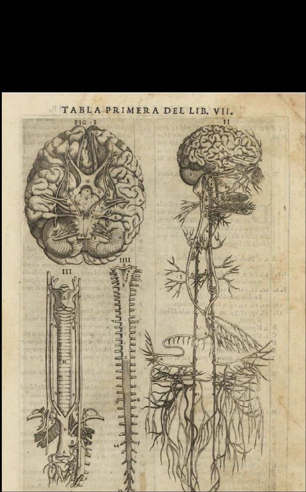 Anatomy sketch posters