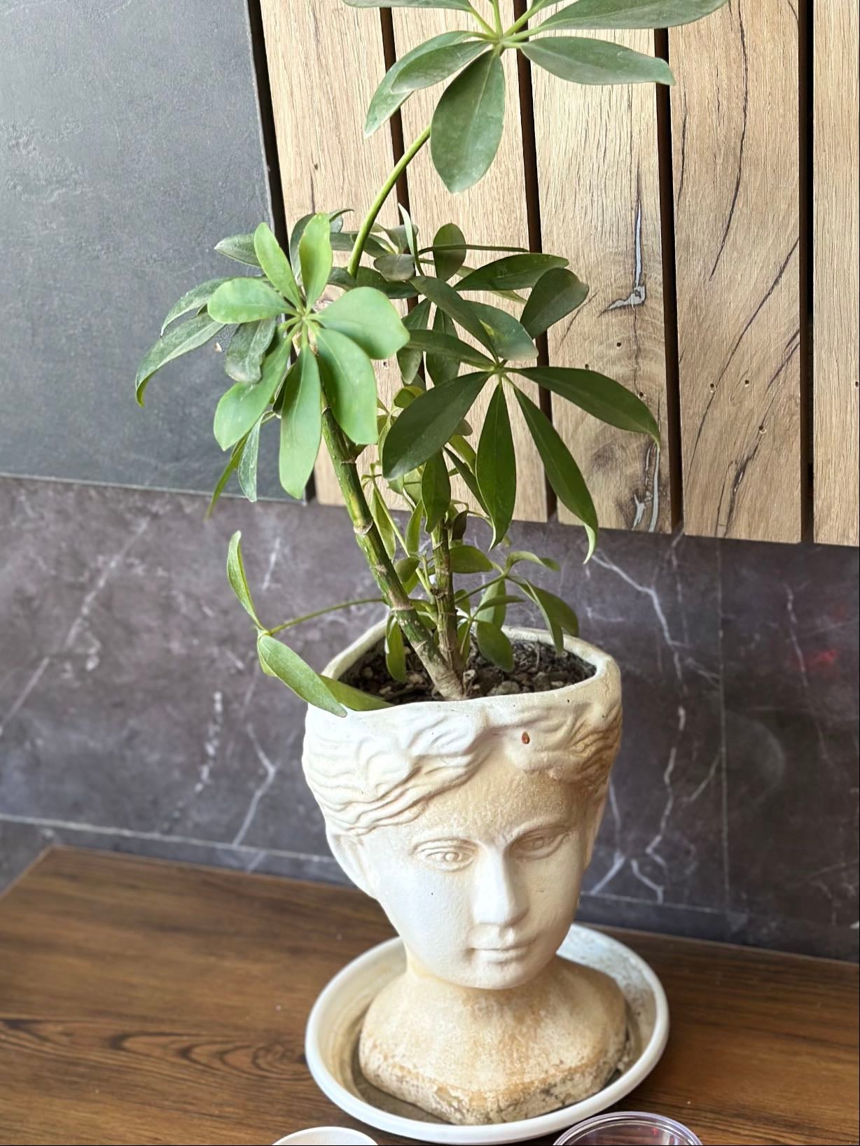 Dwarf umbrella tree