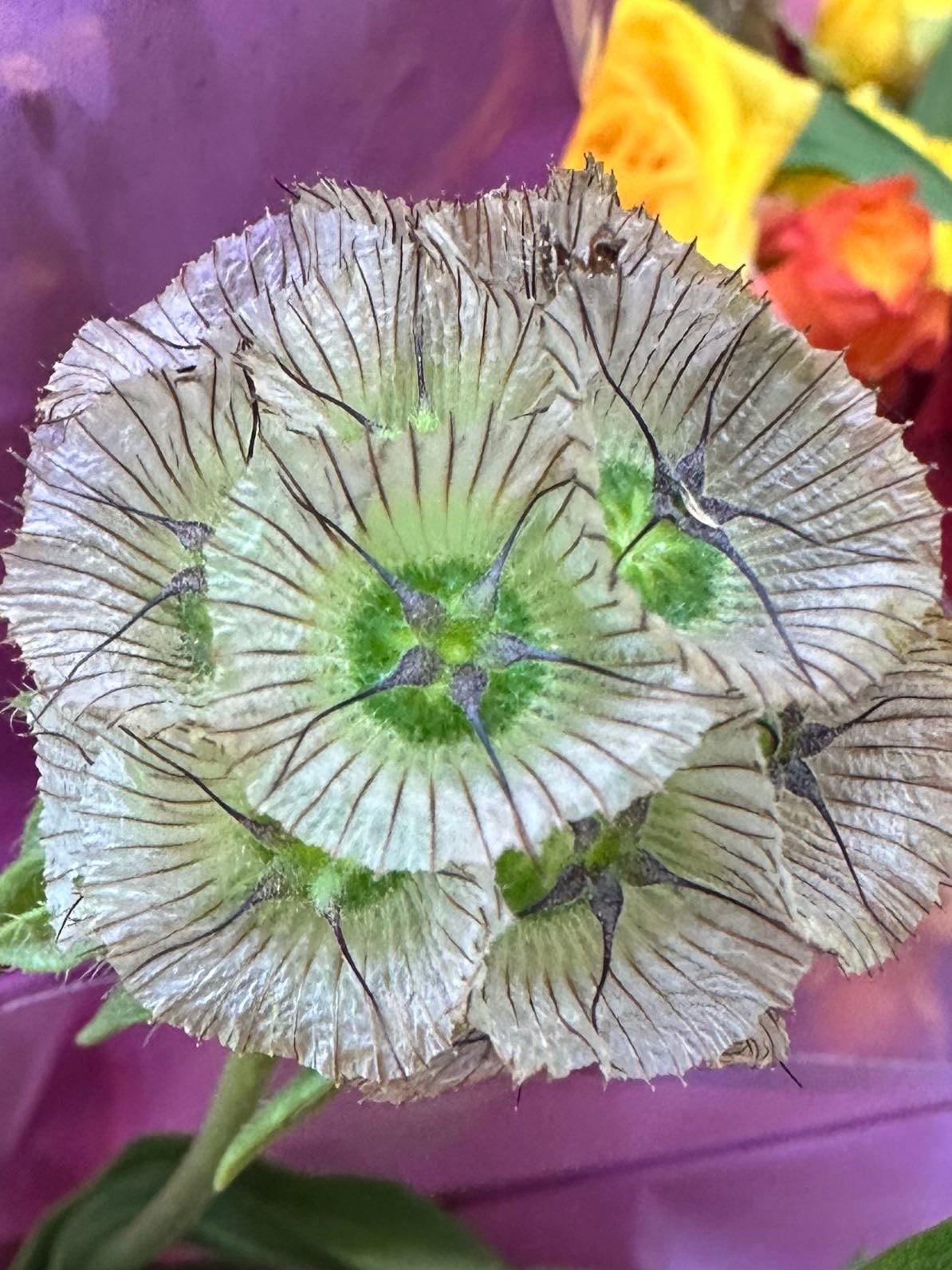 Scabiosa stellata