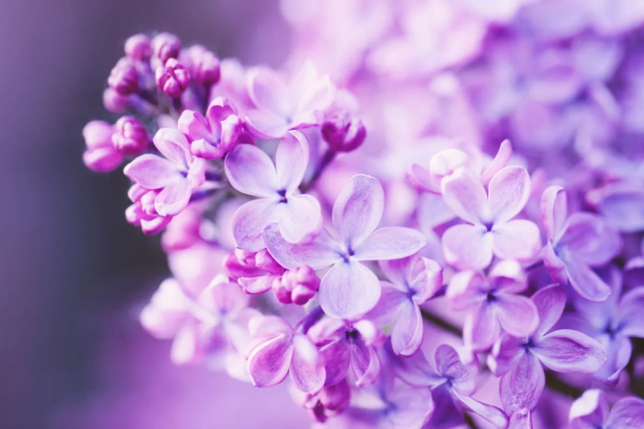 Lilac