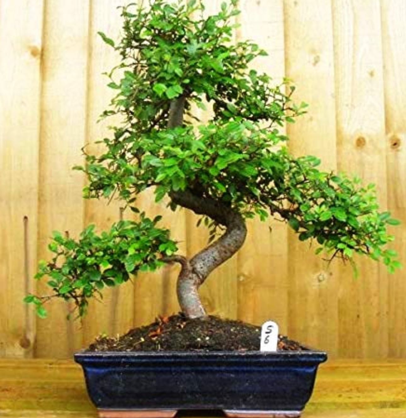 Bonsai tree
