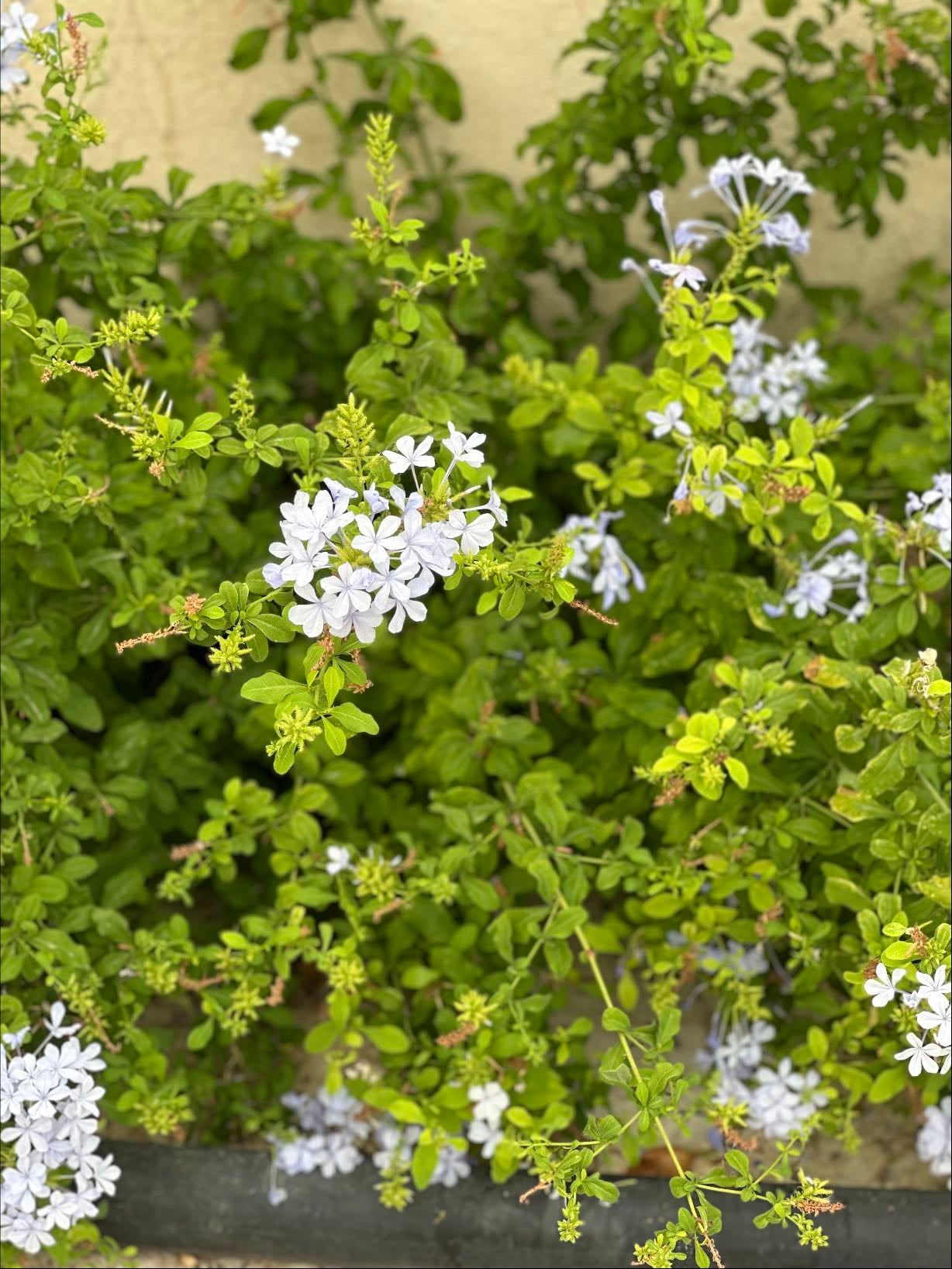 Cape leadwort