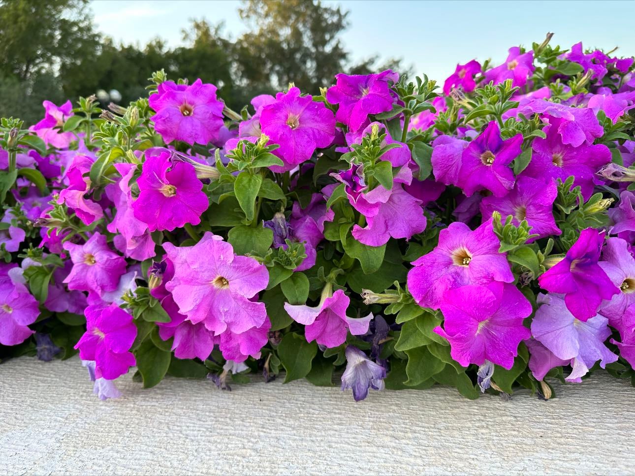 Petunia