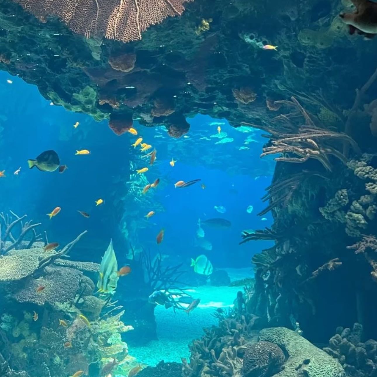 ๐ Aquarium date